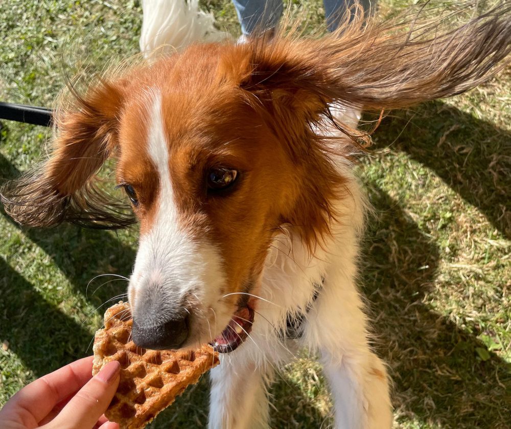 EDEKA_Paw Looza_20240921 (2)